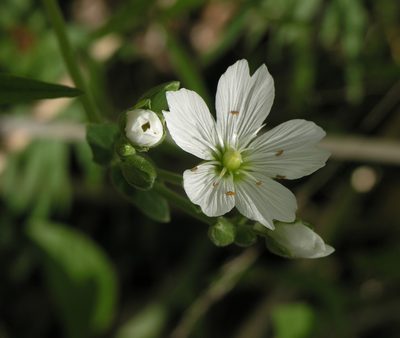 Cerastium maximum, photographed by Oleg Kosterin
