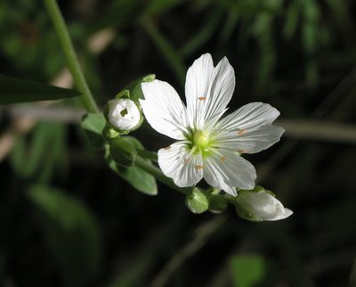 Cerastium maximum, photographed by Oleg Kosterin