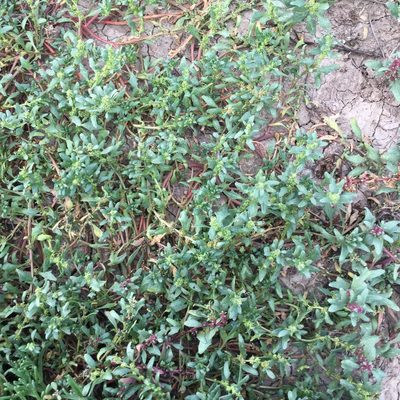 Blitum nuttallianum, photographed by Adam J. Searcy