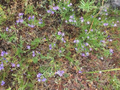 Gilia nevinii, photographed by Adam J. Searcy