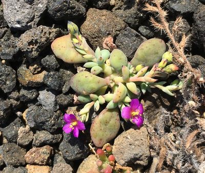 Cistanthe maritima, photographed by Adam J. Searcy