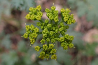 Lomatium parvifolium, photographed by Madeleine Claire