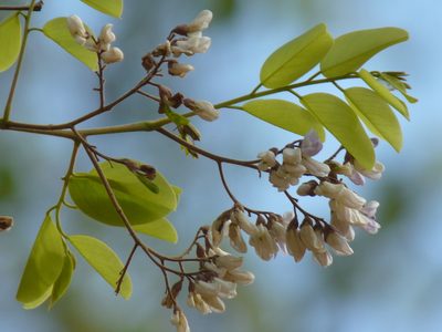 Dalbergia lanceolaria, photographed by Dinesh Valke