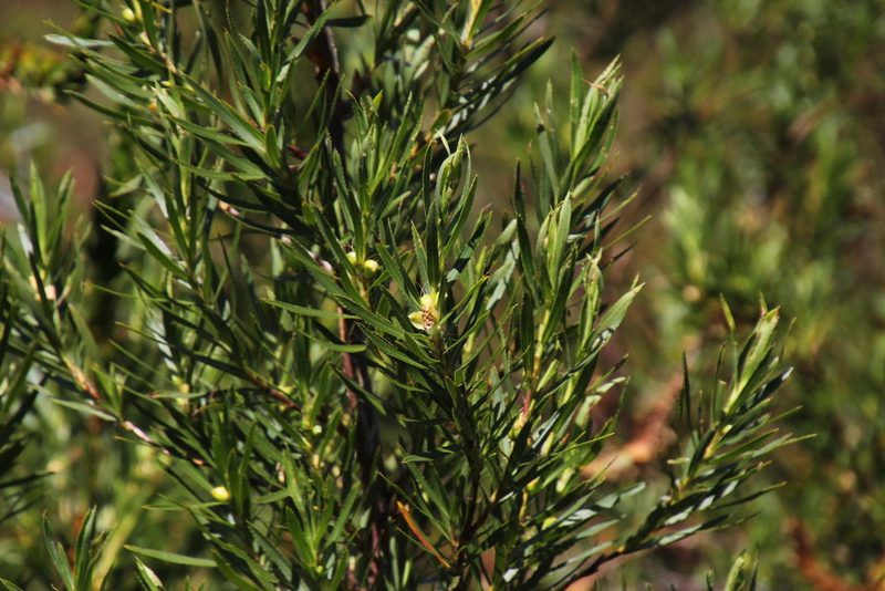 Cliffortia prionota, photographed by Tony Rebelo