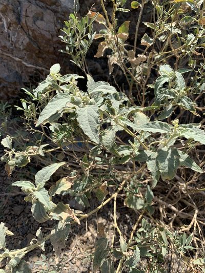 Chrozophora oblongifolia, photographed by Arabella Willing