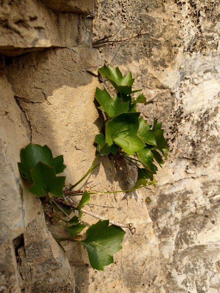 Clematis acerifolia, photographed by zhangshen