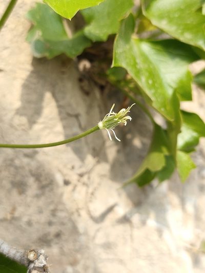 Clematis acerifolia, photographed by zhangshen