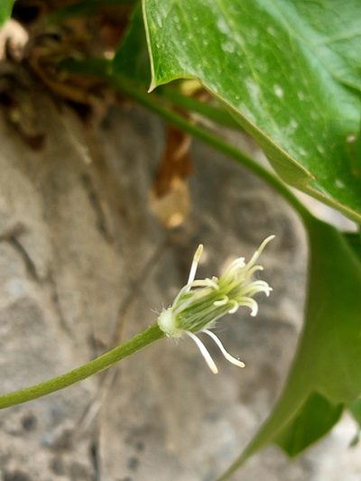 Clematis acerifolia, photographed by zhangshen