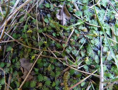 Leptinella dispersa, photographed by Colin Meurk
