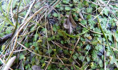 Leptinella dispersa, photographed by Colin Meurk