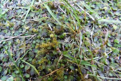 Leptinella dispersa, photographed by Colin Meurk