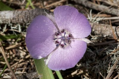 Calochortus uniflorus, photographed by Madeleine Claire