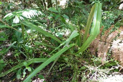 Astelia grandis, photographed by Colin Meurk