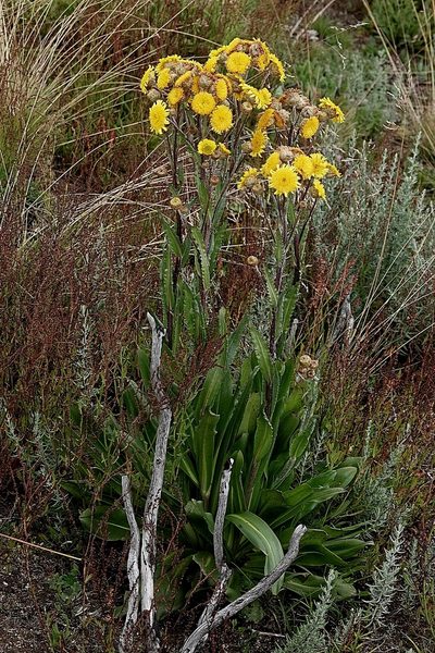 Podolepis robusta, photographed by Max Campbell