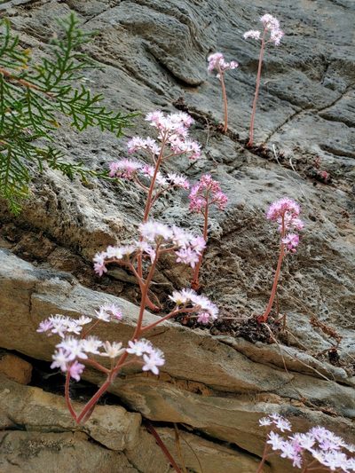 Oresitrophe rupifraga, photographed by zhangshen
