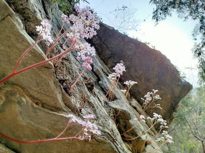 Oresitrophe rupifraga, photographed by zhangshen