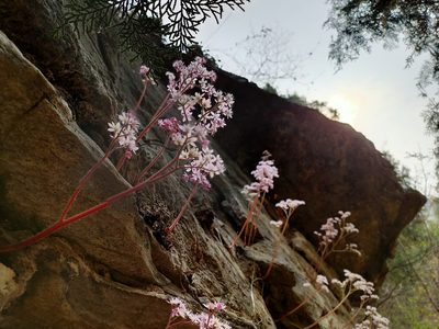 Oresitrophe rupifraga, photographed by zhangshen