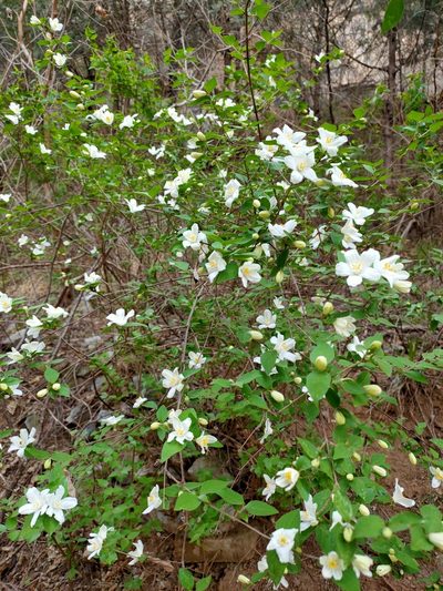 Deutzia grandiflora, photographed by zhangshen