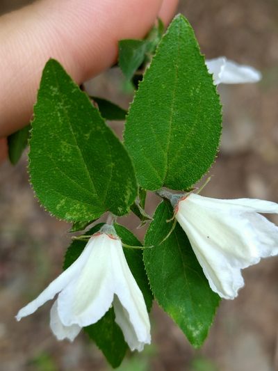 Deutzia grandiflora, photographed by zhangshen