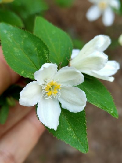 Deutzia grandiflora, photographed by zhangshen