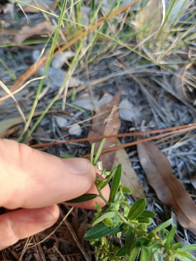Polygala triflora, photographed by ainsley_isme