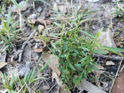 Polygala triflora, photographed by ainsley_isme