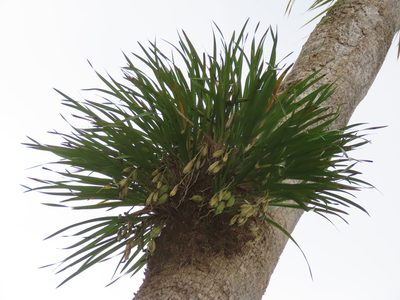 Cymbidium dayanum, photographed by chiuluan