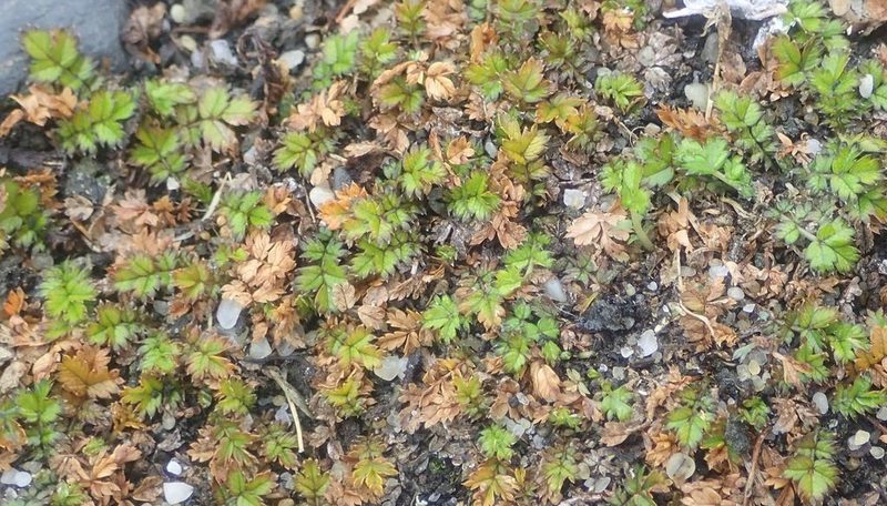 Acaena microphylla, photographed by John Steel