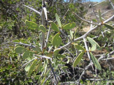 Gymnosporia integrifolia, photographed by douglaseustonbrown