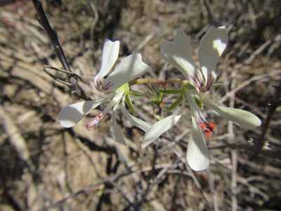 Pelargonium karooicum, photographed by douglaseustonbrown