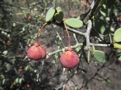 Gymnosporia integrifolia, photographed by douglaseustonbrown