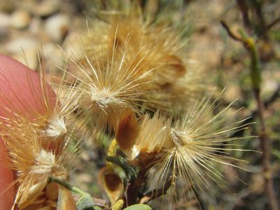 Pteronia succulenta, photographed by douglaseustonbrown
