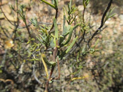 Pteronia succulenta, photographed by douglaseustonbrown