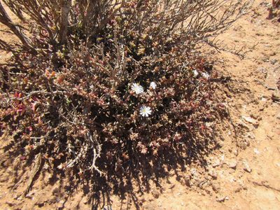 Trichodiadema attonsum, photographed by douglaseustonbrown