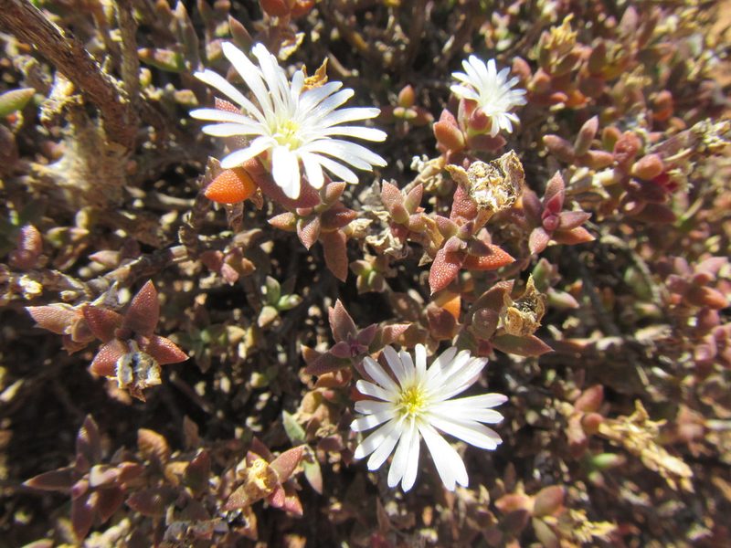 Trichodiadema attonsum, photographed by douglaseustonbrown