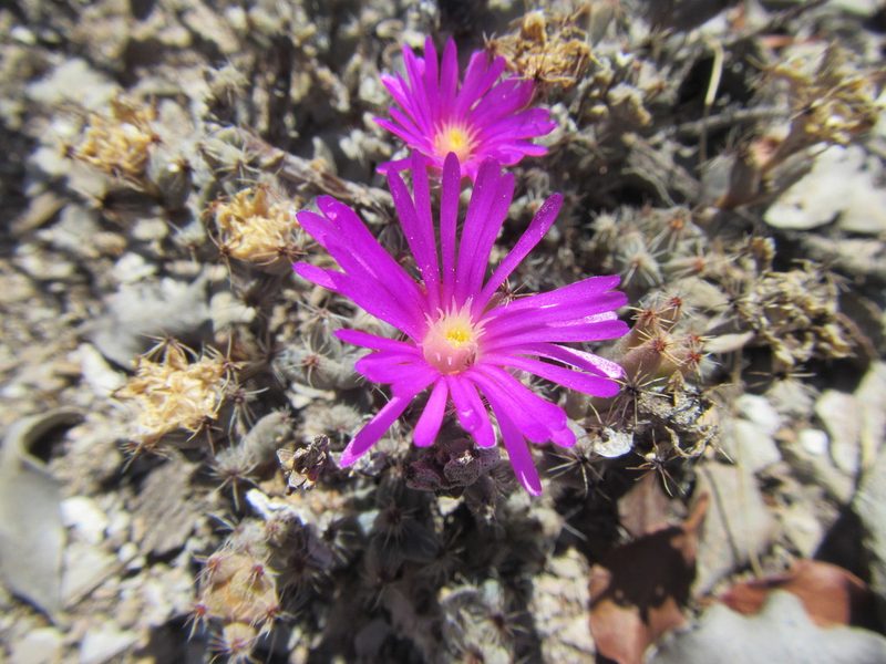 Trichodiadema burgeri, photographed by douglaseustonbrown