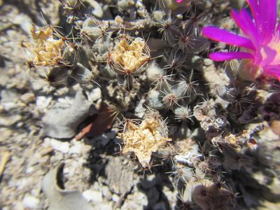Trichodiadema burgeri, photographed by douglaseustonbrown