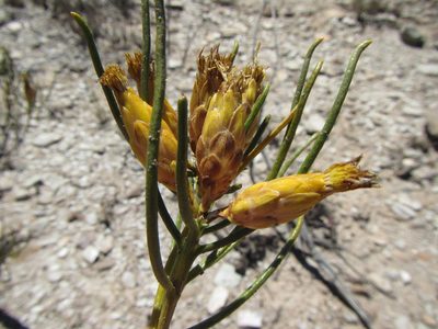 Pteronia flexicaulis, photographed by douglaseustonbrown