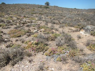 Ruschia approximata, photographed by douglaseustonbrown