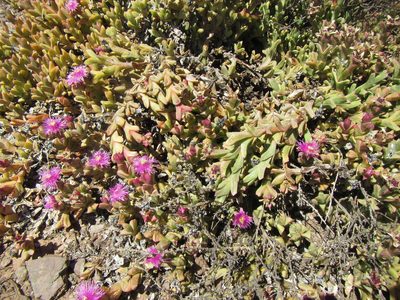 Ruschia approximata, photographed by douglaseustonbrown