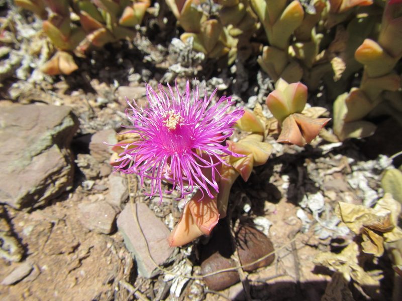 Ruschia approximata, photographed by douglaseustonbrown