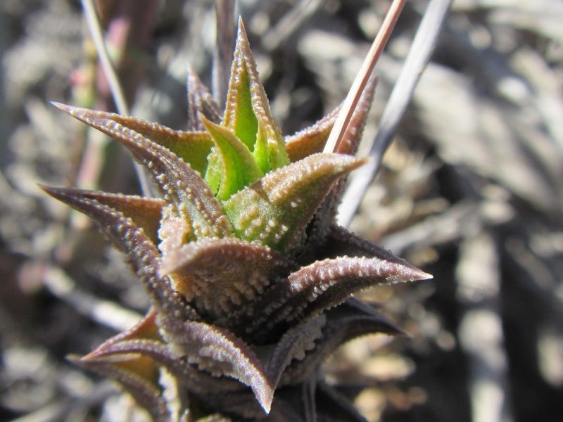 Astroloba corrugata, photographed by douglaseustonbrown
