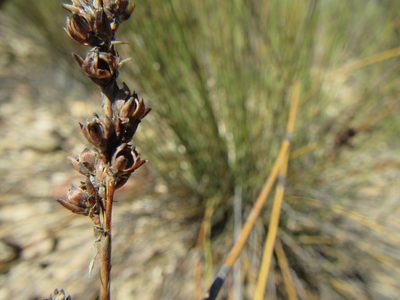 Rhodocoma arida, photographed by douglaseustonbrown