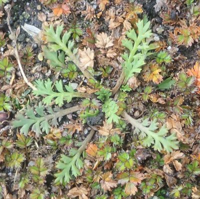 Lepidium tenuicaule, photographed by John Steel