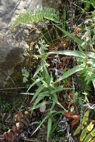 Epipactis veratrifolia, photographed by Thibaud Aronson