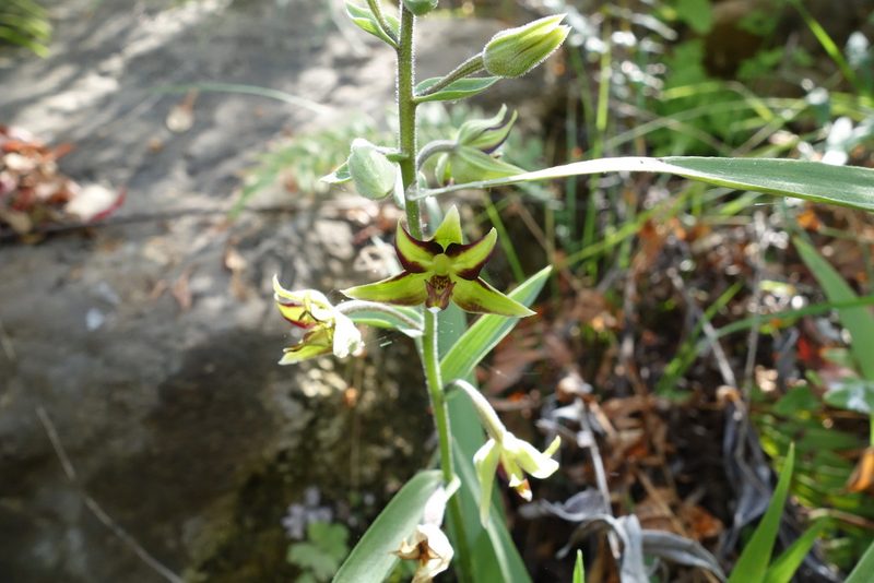 Epipactis veratrifolia, photographed by Thibaud Aronson