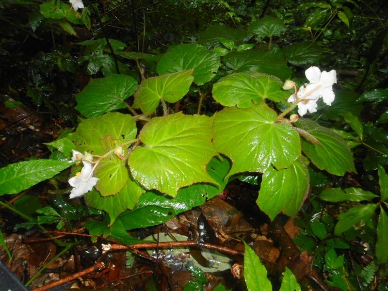 Begonia villifolia, photographed by Eugene Popov