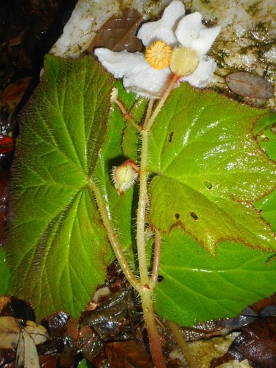 Begonia villifolia, photographed by Eugene Popov