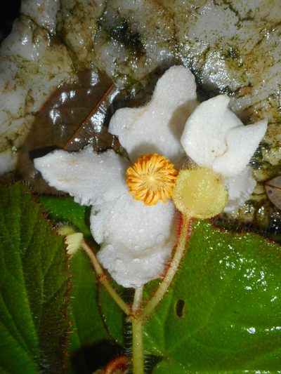 Begonia villifolia, photographed by Eugene Popov