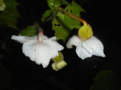 Begonia villifolia, photographed by Eugene Popov